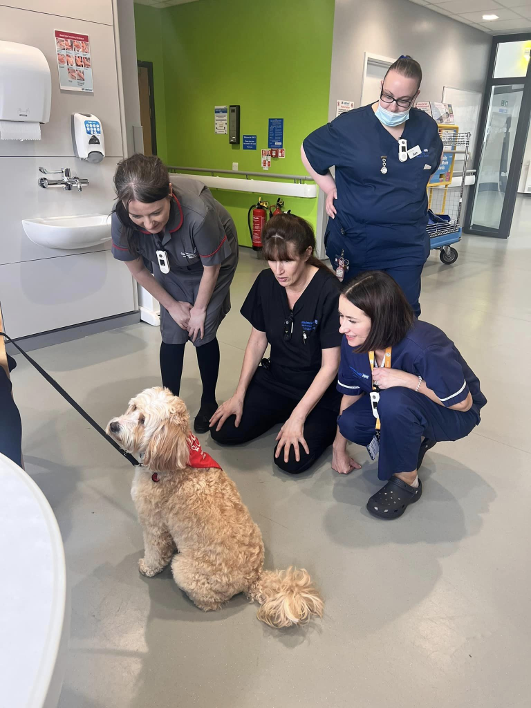 Ted the wellbeing dog